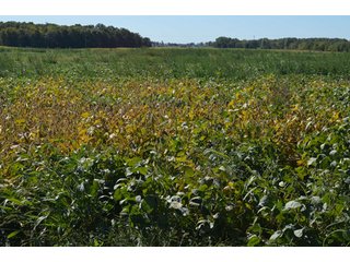 Property photo 6 - 80 +/- Acres Offered in 6 Tracts - Spectacular Farm & Home